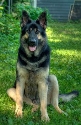 What a handsome German Shepherd Dog!
