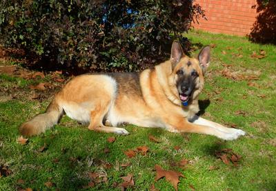 what a handsome German Shepherd