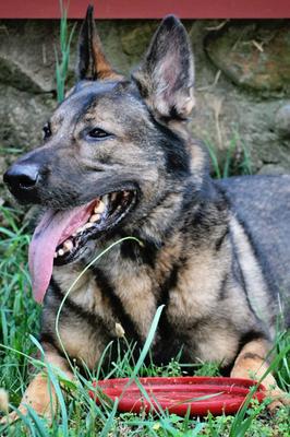 What a handsome German Shepherd