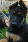 GSD puppy Axl