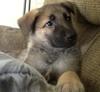 what a cute German Shepherd puppy