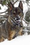 Dakota's snowy snoot