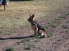 Abby on the ranch