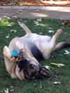 Laying in the sun while braking the squeaker in this ball