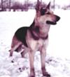 Moocher, my first German Shepherd