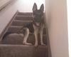 She loves sitting on our stairs like this!