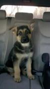 This is Gunner at 8 weeks and 5 days old,