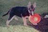 GSD Hans Luger playing frisbee