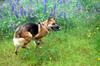 German Shepherd Lacey playing