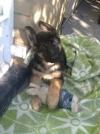 Wagter the Ultra Cute German Shepherd Puppy