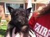  Neo the German Shepherd Puppy at 6 wks