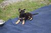 8 wks old German Shepherd Puppy Neo