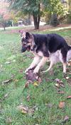 Ruger's tree stump rolling game