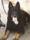 K9 officer Willie Nevada