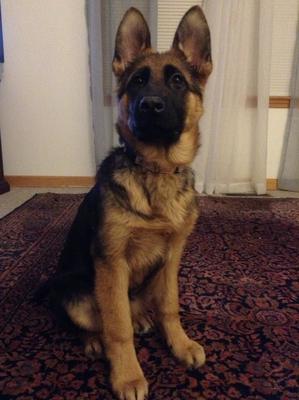 German Shepherd Growth Chart Pounds