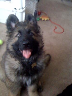 German Shepherd puppy Max at 12 weeks