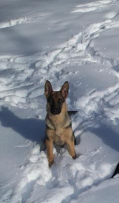Jazz sitting in the snow. (There is not currantly any snow on the ground now but it could snow anyday.