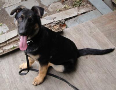 taping german shepherd ears