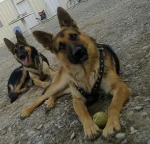 My GSDs