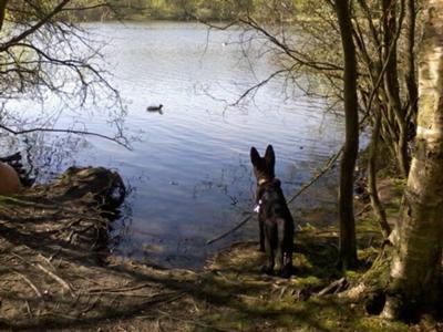 Loves watching the ducks