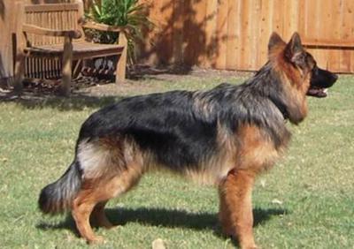 German Shepherd Rommel