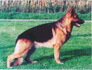 The German Shepherd Saddle Back