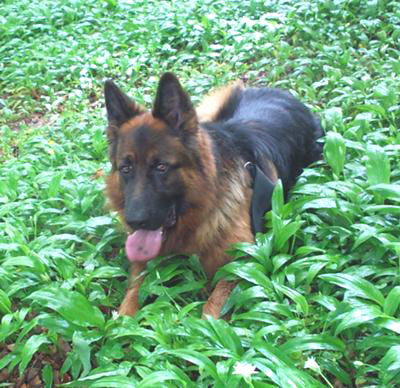 GSD in green foliage