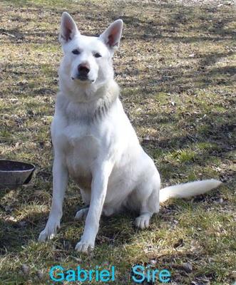 White German Shepherd