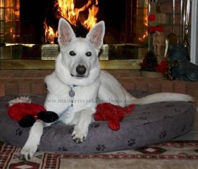 White German Shepherd