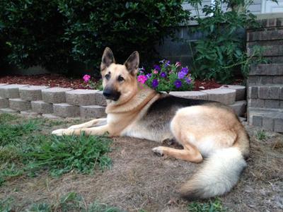 Axel, the German Shepherd Dog