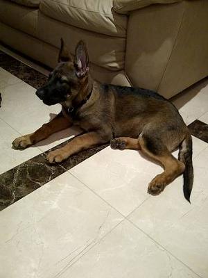 Bacci getting sleepy 