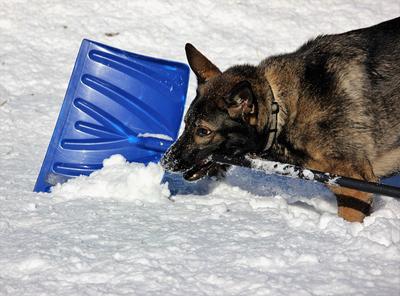 Ben loves to help shovel snow