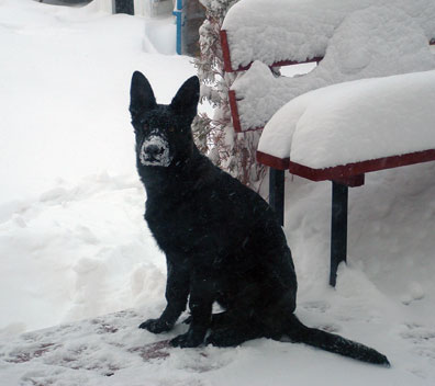 Smokey in the snow