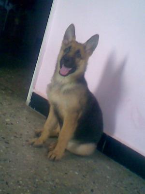 2 months old German Shepherd