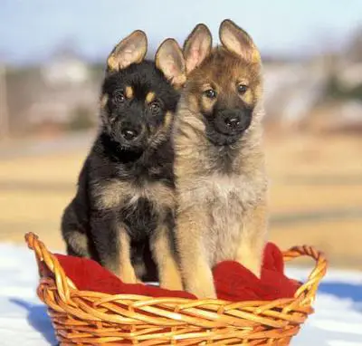 Not my dogs, but similar to them. cute huh ?