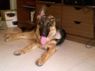 two weeks short of six months and his teething almost done. One ear flops down at times!!