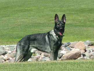 GSD Sable Zeus in park