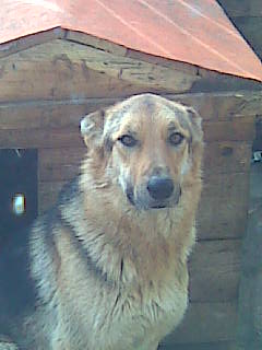 my German Shepherd tara