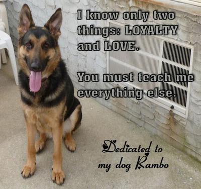 My loyal and loving Rambo