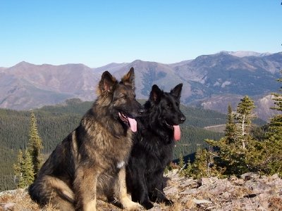 Tanner and Jocko - 
