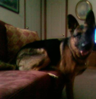 A Cell Phone Picture Of Sabien