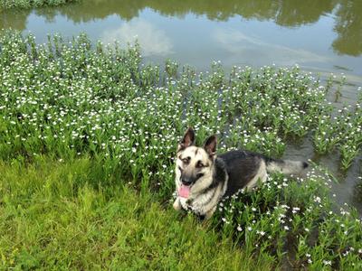 The love of my life, My German Shepherd Hannah