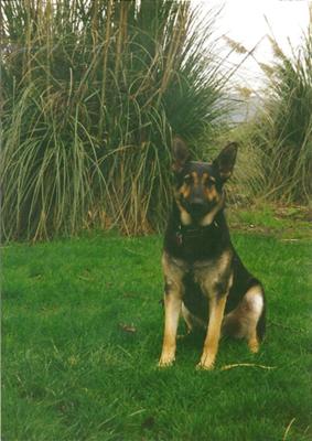 My Beloved German Shepherd Dog, Frasier