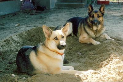 Segen (in the front) and Baby Bear