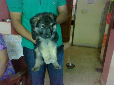 when we first brought him home! 42 days old