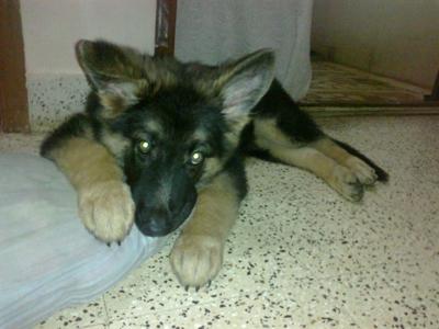 wow! check out those claws! 3 and a half months old