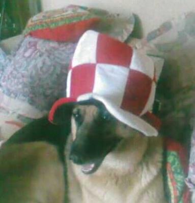 Piper enjoying her first Christmas.