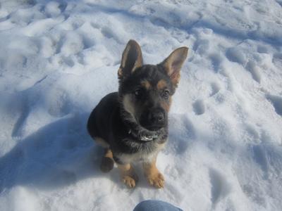 Ears standing up. 10.5 weeks GSD Puppy Baron