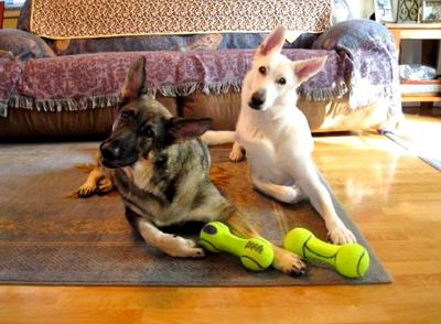 “Rex” and “Roxy”, German Shepherd brother & sister