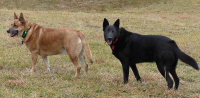 Ranger and Cedar in the open field